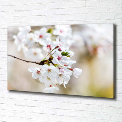Cherry Blossoms - Wrapped Canvas Print