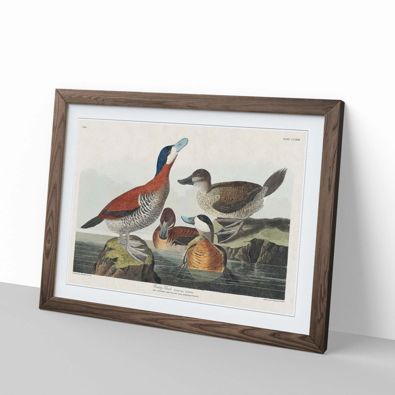 Ruddy Duck by John James Audubon - Picture Frame Graphic Art Print, 35cm H x 50cm W x 2cm D, Walnut