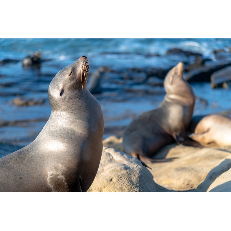 California Beach Sea Lions by DesiDrew Photography - Wrapped Canvas Print, 20cm H x 30cm W