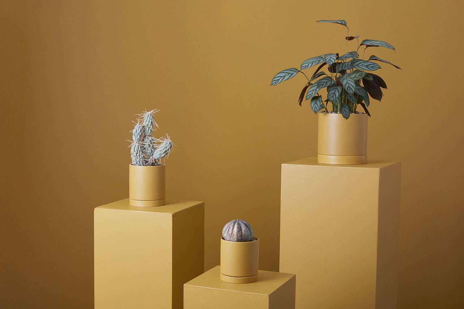 Carlotta 12" Ceramic Pot Planter, 7" H x 7" W x 7" D, Ochre