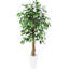 Ficus en pot 48 po
