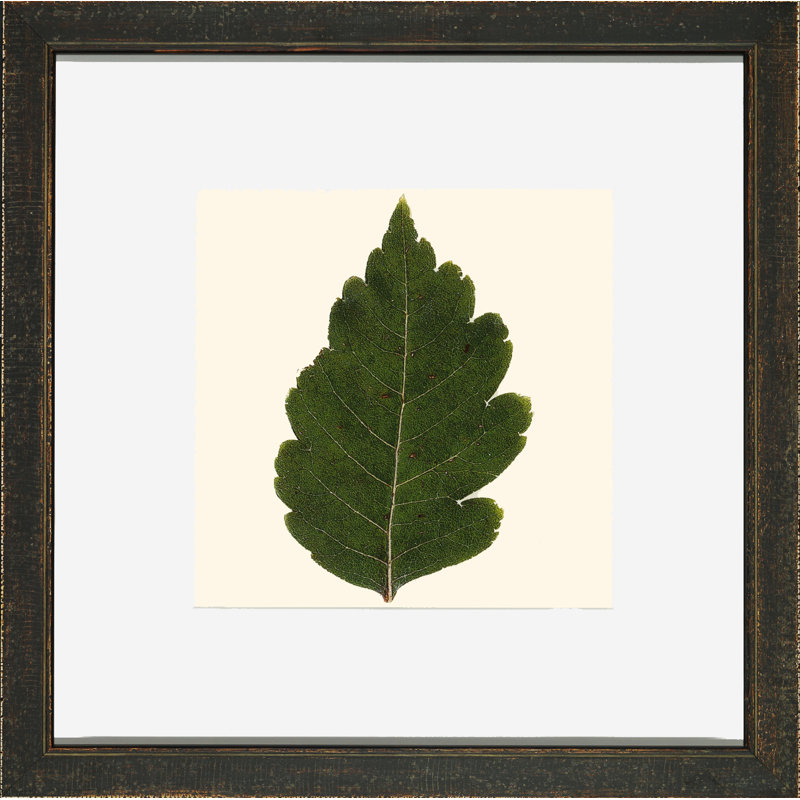 Small Pressed Leaves III Print