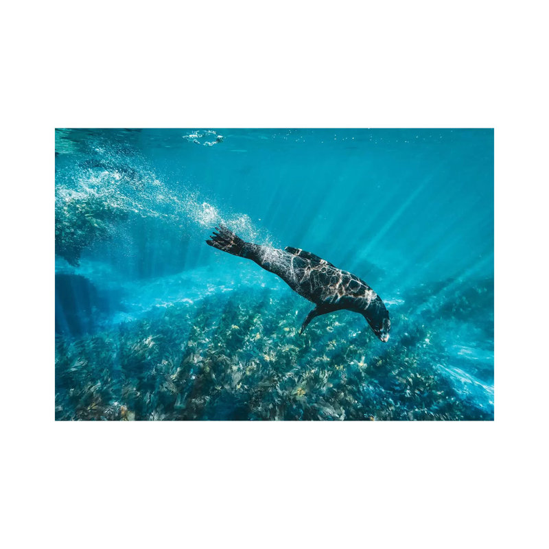 Underwater Sea Lion With Light Rays 1 Piece Wrapped Canvas Wall Art, 45.72cm H x 66.04cm W