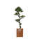 Panama Floor Yacca Tree in Planter