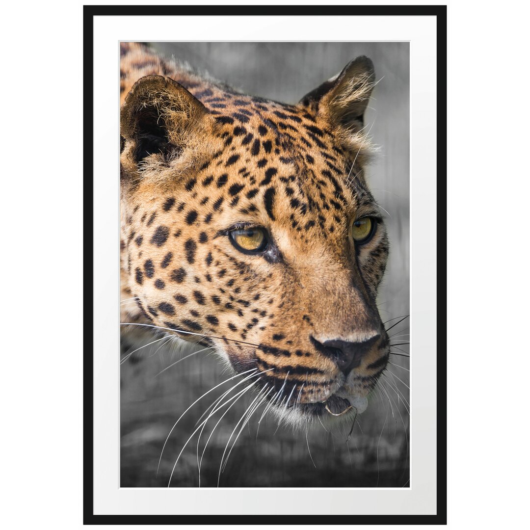 Leopard auf der Pirsch Gerahmter Fotodruck Poster