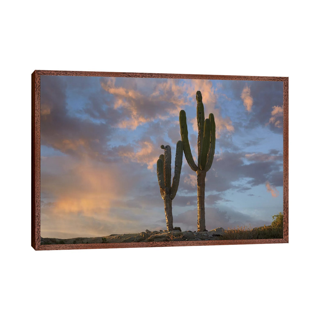 Saguaro Kakteen, Cabo San Lucas, Mexiko von Tim Fitzharris - Galerie-verpackte Leinwand Giclée auf Leinwand