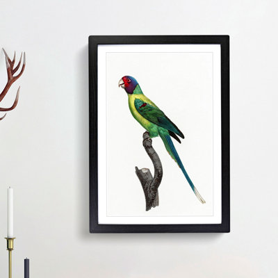 Plum-Headed Parakeet by F. Levaillant - Picture Frame Painting Print