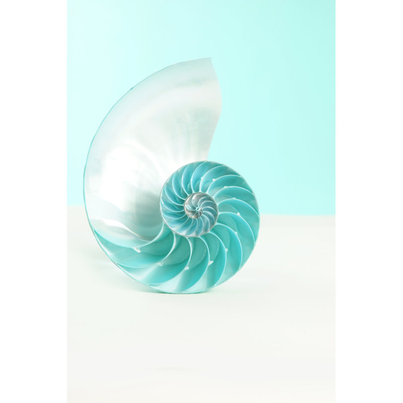 Nautilus Shell by KMNPhoto - Wrapped Canvas Print, 76cm H x 51cm W