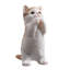 Animals Weather Resistant Polyresin Garden Statue-1662511330