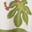 Nappe Debarata-92122863-86865857