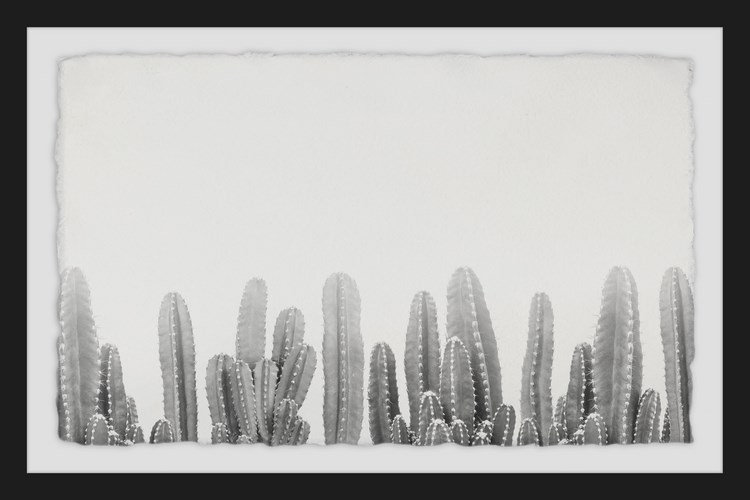 Cacti Splendor - Print on Canvas, 30cm H x 46cm W , Black Framed