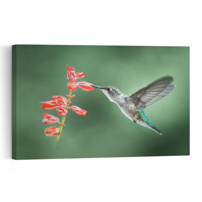 Hummingbird Nectar Sip Delicate Serene Vibrant Hummingbird Bird Flower Nature Wall Art Print by Atul Saluja - Print