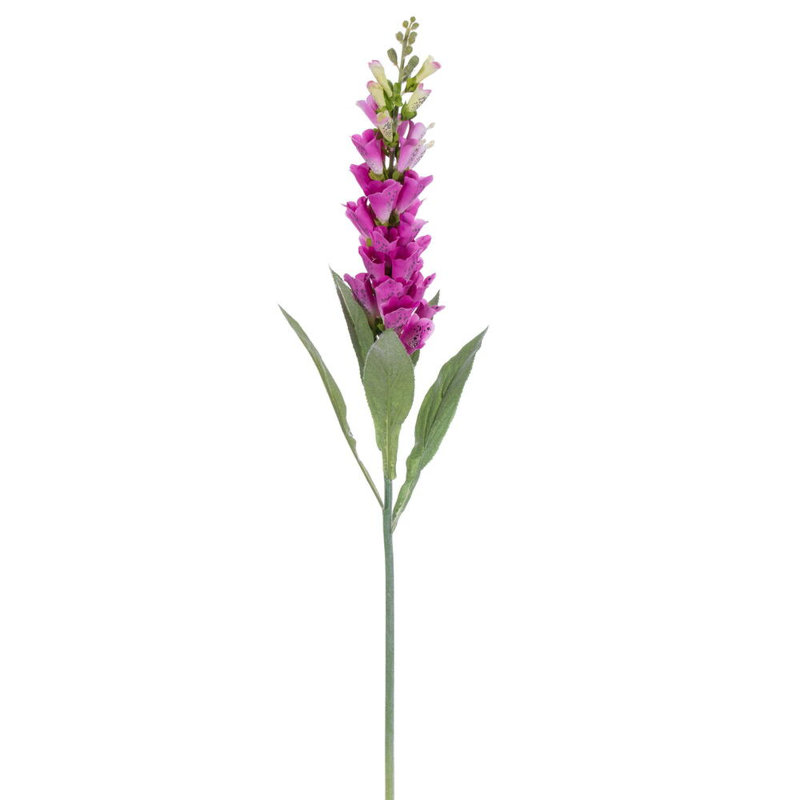Fuchsia Arrangement, Fuchsia