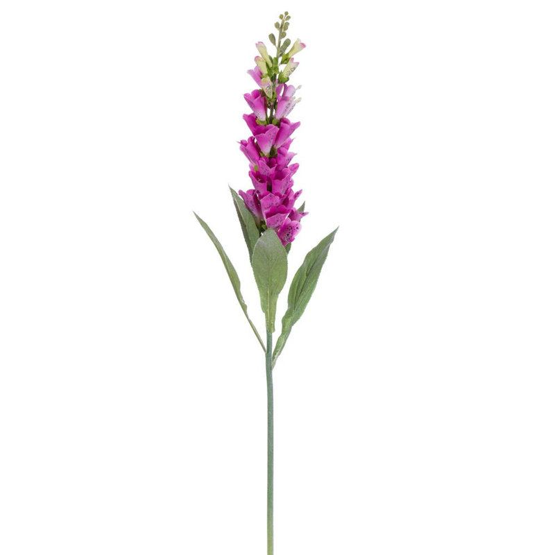 Fuchsia Stem, Fuchsia