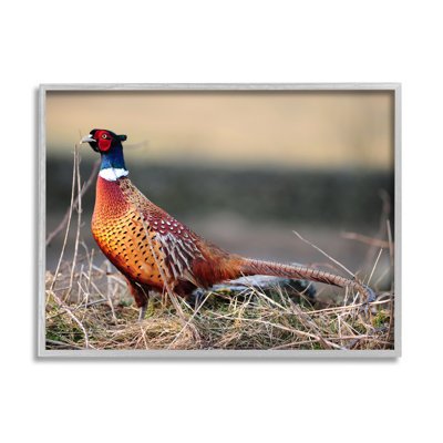 «Lone Pheasant Bird Grassy Forest Floor Wildlife» par James Dobson - photographie à cadre flottant sur toile