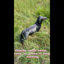 Statue de teckel réaliste de 66 cm (26 pouces) pour jardin, sculpture de chien en résine