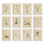 Wild Flower Botanical Set