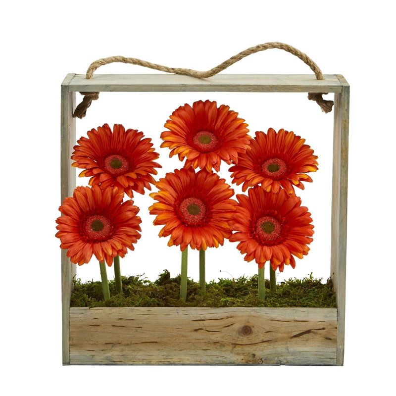 Marguerite dans un panier Gerber August Grove®, Rose / blanc