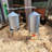 Silo Chicken Waterer