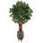 72'' Faux Lychee Tree in Clay Planter