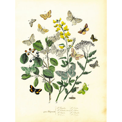 Papillons rétros