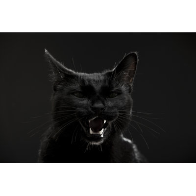Chat noir par D-Keine
