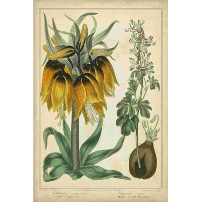" Golden Crown Imperial " by Sydenham Edwards Painting Print
