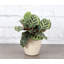 3 Piece Pet Safe Houseplant Set