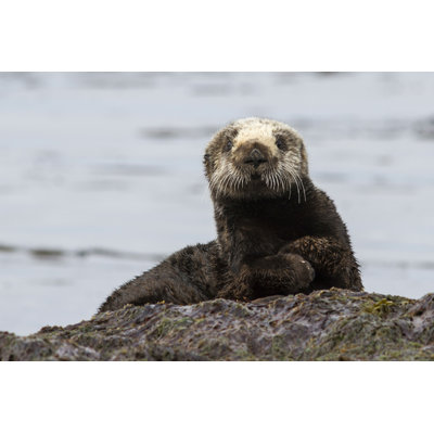 Loutre de mer assise sur un rocher par Pilipenkod - Photographie sur toile tendue