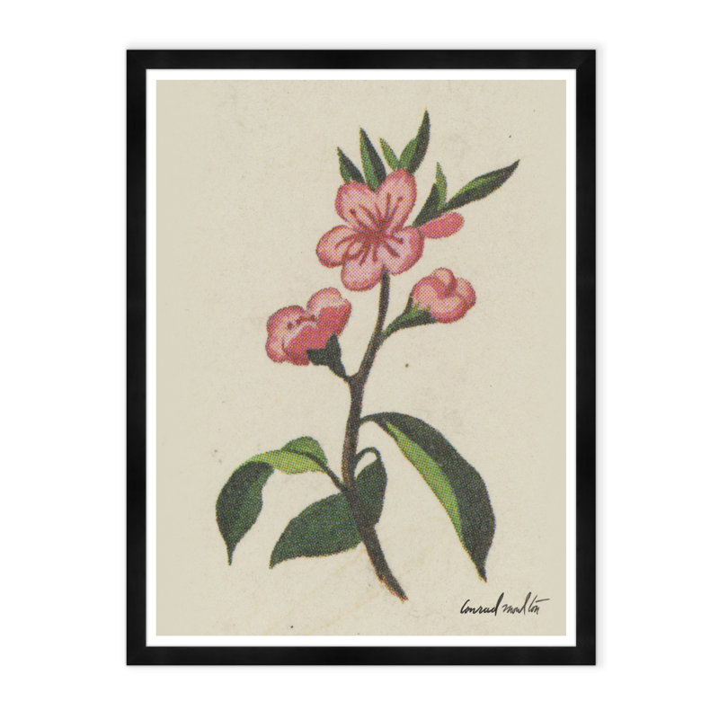 Moulton Collection " Cherry Blossom "