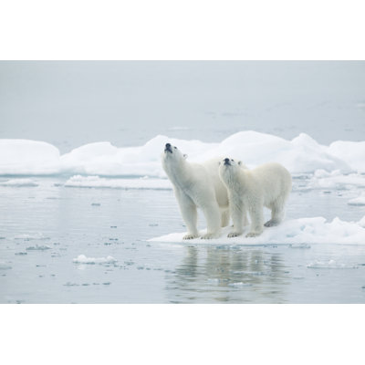 " Two Polar Bears Standing On An Ice Floe "