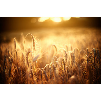 Golden Fields in Summer - Photographie sur toile tendue