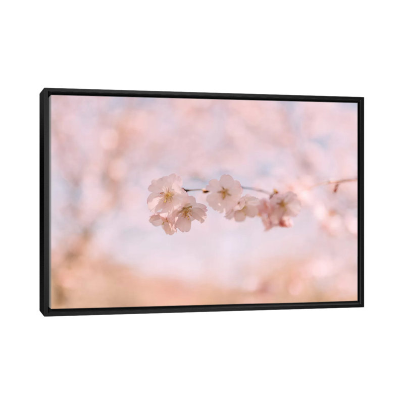 " Cherry Blossom II " by Chelsea Victoria, 18" H x 26" W x 1.5" D, Black Framed Canvas, No Mat
