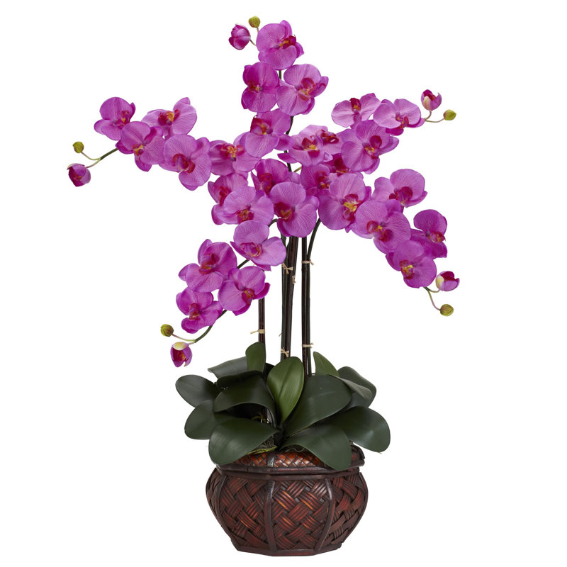 Orchidées phalaenopsis dans un vase, Jaune