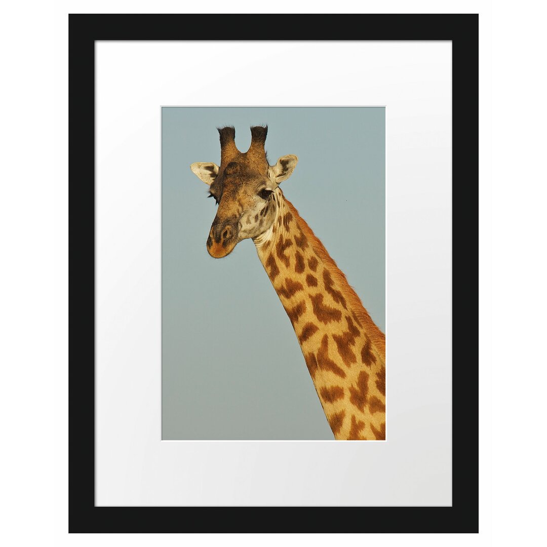 Majestätische Giraffe Gerahmte Fotokunstdrucke Poster