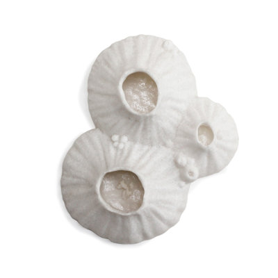Paleo Barnacle Wall Art