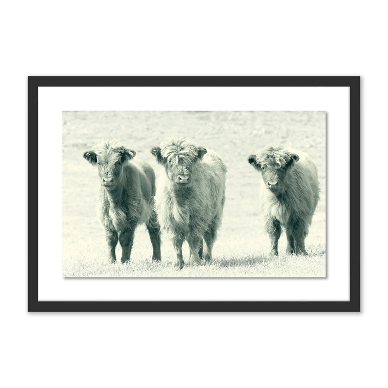 « vaches » par pernille westh-cadre photo, impression sur papier, H 17 po x l 24 po x P 1,5 po, Noir