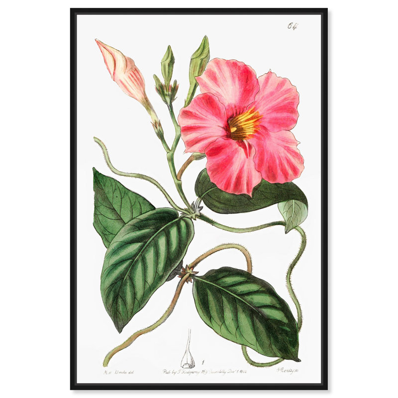 Reproduction d'art sur toile, Mandevilla Bloom, Cadre flottant noir, H 16 po x l 11 po