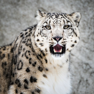 Datavia " Snow Leopard Xiii "