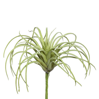 Jet tillandsia