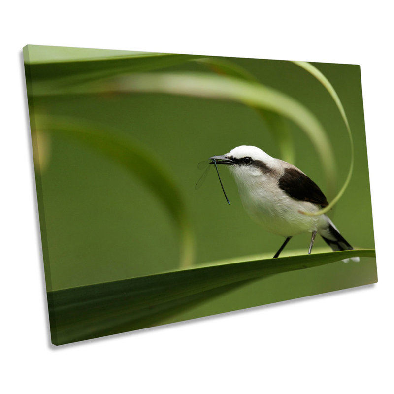 Masked Water Tyrant Bird - Wrapped Canvas Art Prints, 30.5cm H x 45.7cm W