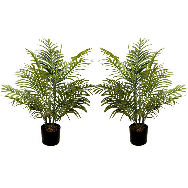 Palmier en pot