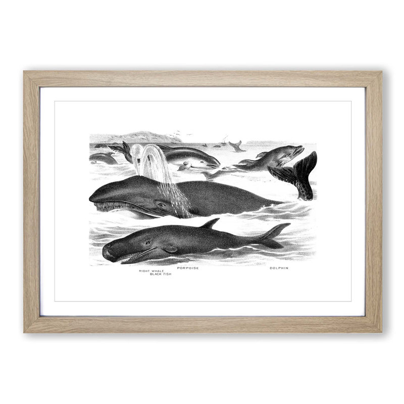 Whales & Dolphins by John Karst - Picture Frame Painting Print, 36cm H x 48cm W x 2cm D, Oak Framed