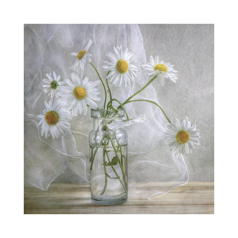 Daisies by Mandy Disher - Wrapped Canvas Gallery-Wrapped Canvas Giclee, 45.72 cm H x 45.72 cm W x 3.175 cm D