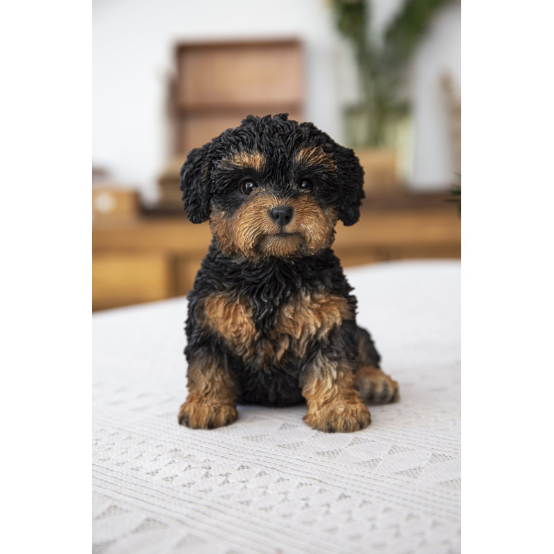 Bébé Cavapoo, Noir / brun
