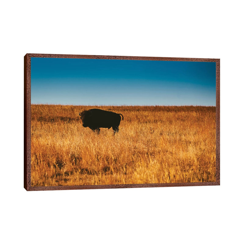 Wild Buffalo by Bethany Young - Print on Canvas, 66.04cm H x 101.6cm W x 3.81cm D, Classic Brown Wood Framed