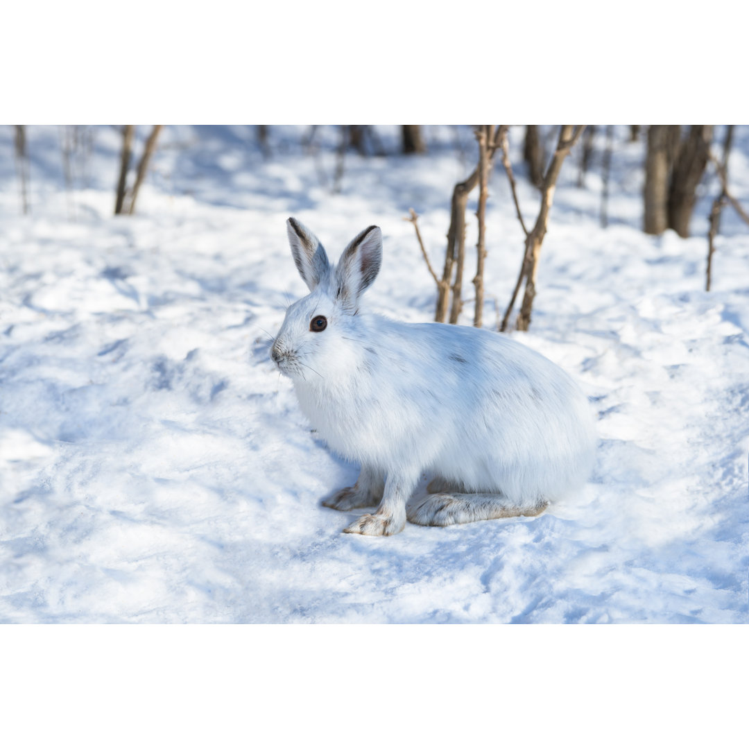 Leinwandbild Weißer Schneeschuh-Hase auf Schnee