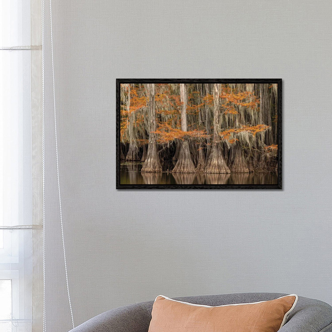 Bald Cypress Tree Draped In Spanish Moss With Fall Colors. Caddo Lake State Park, Uncertain, Texas von Adam Jones - Gall...