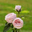 Arrangement floral de roses dans un vase-1801352094