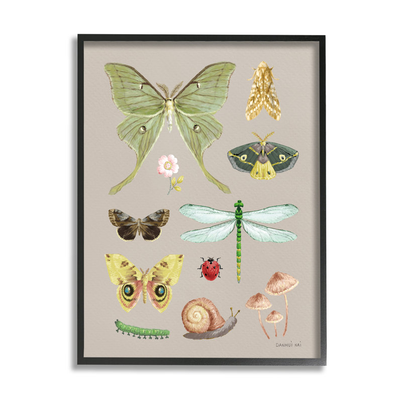 " Various Insect Studies " by Danhui Nai, Midnight Black Framed Giclee, 20" H x 16" W x 1.5" D